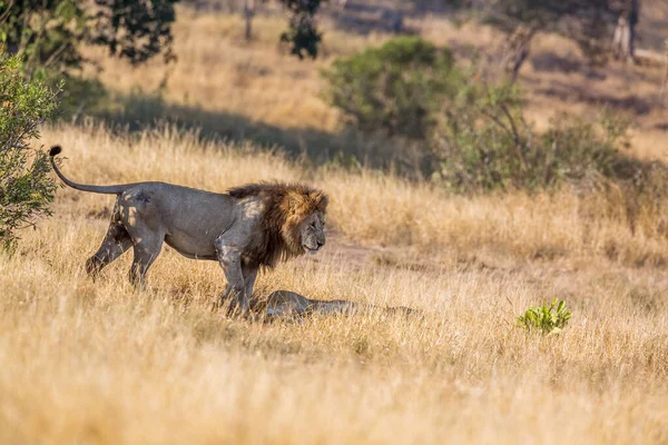 Afrikaanse Leeuw Mannelijke Vergadering Leeuwin Savanne Kruger National Park Zuid — Stockfoto