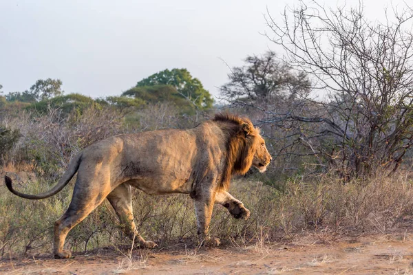 Αφρικανικό Λιοντάρι Αρσενικό Περπάτημα Στη Σαβάνα Στο Εθνικό Πάρκο Kruger — Φωτογραφία Αρχείου