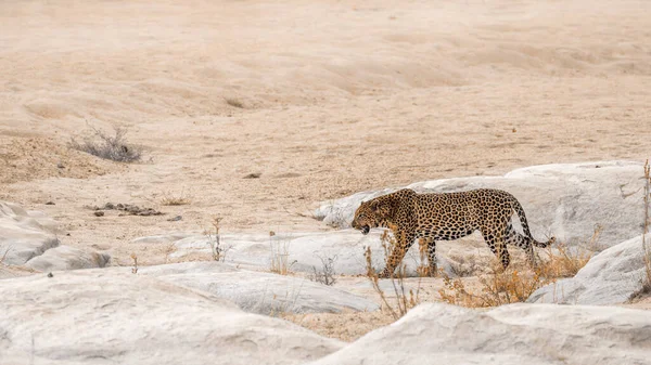 Leopardo Caminando Sobre Ribera Arenosa Parque Nacional Kruger Sudáfrica Especie —  Fotos de Stock