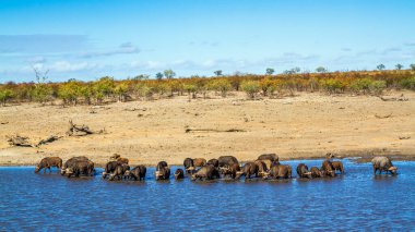 Güney Afrika 'daki Kruger Ulusal Parkı' nda gölde içen Afrikalı bufalo sürüsü; Bovidae familyasından Specie Syncerus caffer.