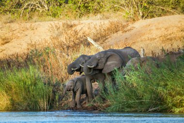 Afrika çalı filleri Güney Afrika 'daki Kruger Ulusal Parkı' nda nehirde su içen küçük bir grup; Specie Loxodonta africana fil familyası