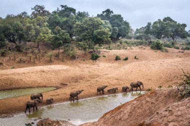 Güney Afrika 'daki Kruger Ulusal Parkı' nda nehir kıyısında yürüyen küçük bir grup Afrika fili; Fil familyasından Specie Loxodonta africana