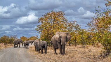 Afrika çalı filleri ailesi Güney Afrika 'daki Kruger Ulusal Parkı' nda safari yolundan geçerken Specie Loxodonta africana fil familyasından