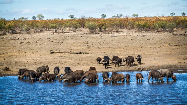 Cabaña Búfalos Africanos Bebiendo Lago Parque Nacional Kruger Sudáfrica Familia — Foto de Stock