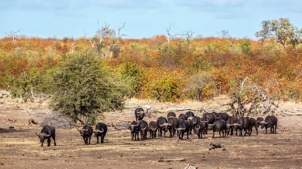 Vista Frontal Manada Búfalos Africanos Parque Nacional Kruger Sudáfrica Familia — Foto de Stock
