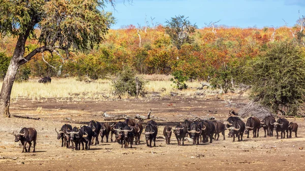 Manada Búfalos Africanos Caminando Frente Parque Nacional Kruger Sudáfrica Familia — Foto de Stock