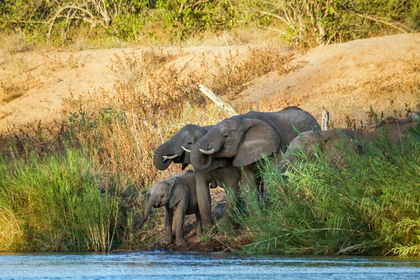 Afrykański Krzak Słoń Mała Grupa Pijących Rzece Kruger National Park — Zdjęcie stockowe