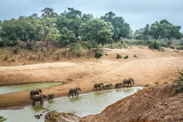 Malá Skupina Afrických Slonů Kráčejících Břehu Řeky Kruger National Park — Stock fotografie