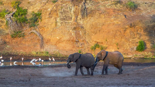 Two African Bush Elephants Walking Riverbank Waterbirds Kruger National Park — Stock Photo, Image