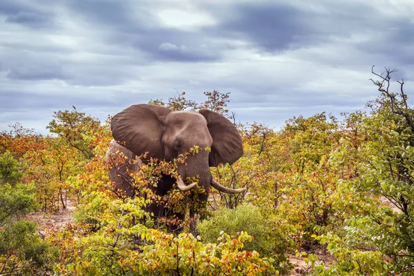 Elefante Africano Caminhando Mato Cor Outono Parque Nacional Kruger África — Fotografia de Stock