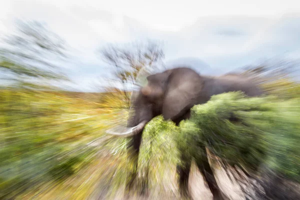 Afrikaanse Struik Olifant Zoomen Fotografie Effect Kruger National Park Zuid — Stockfoto