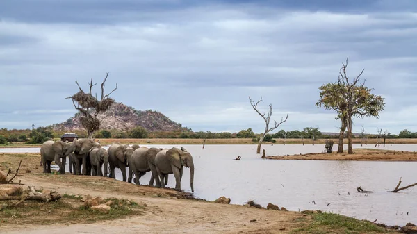 Malá Skupina Afrických Slonů Keřů Procházky Břehu Jezera Kruger National — Stock fotografie