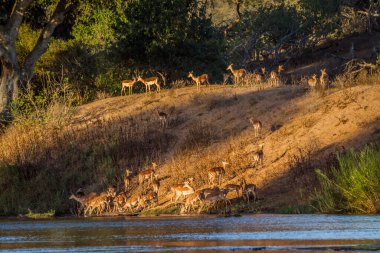 Güney Afrika 'daki Kruger Ulusal Parkı' ndaki nehir kıyısındaki Common Impalas sürüsü Bovidae ailesinden Specie Aepyceros melampus