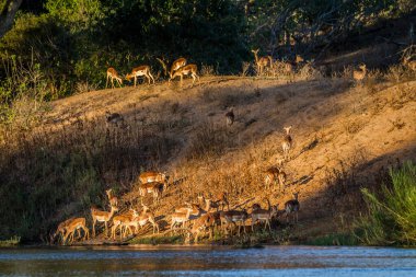 Güney Afrika 'daki Kruger Ulusal Parkı' ndaki nehir kıyısındaki Common Impalas sürüsü Bovidae ailesinden Specie Aepyceros melampus