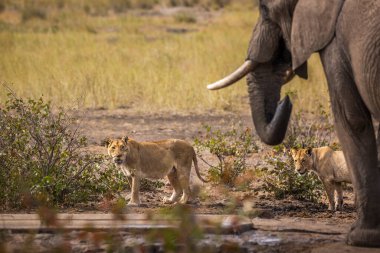 Afrika çalı fili ve iki dişi aslan Güney Afrika 'daki Kruger Ulusal Parkı' nda aynı su birikintisinde.
