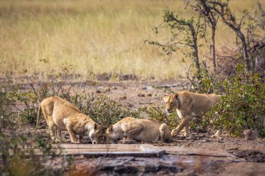 Güney Afrika 'daki Kruger Ulusal Parkı' ndaki su birikintisinde içen üç Afrikalı dişi aslan; Felidae 'deki Specie Panthera Leo ailesi