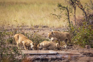 Güney Afrika 'daki Kruger Ulusal Parkı' ndaki su birikintisinde içen üç Afrikalı dişi aslan; Felidae 'deki Specie Panthera Leo ailesi