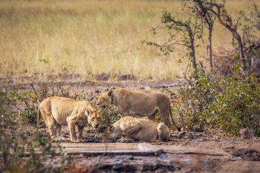 Güney Afrika 'daki Kruger Ulusal Parkı' ndaki su birikintisinde içen üç Afrikalı dişi aslan; Felidae 'deki Specie Panthera Leo ailesi