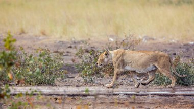 Güney Afrika 'daki Kruger Ulusal Parkı' nda içtikten sonra su birikintisi boyunca yürüyen Afrikalı dişi aslan; Felidae 'deki Specie Panthera Leo ailesi