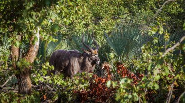 Nyala male in deep green bush in Kruger National park, South Africa ; Specie Tragelaphus angasii family of Bovidae clipart