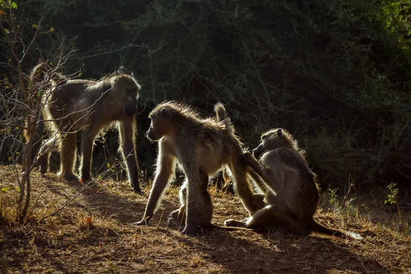 Οικογενειακό Πορτρέτο Chacma Μπαμπουίνου Backlight Στο Kruger National Park Νότια — Φωτογραφία Αρχείου