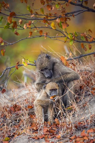 Chacma Babuíno Fêmea Delousing Young Kruger National Park África Sul — Fotografia de Stock