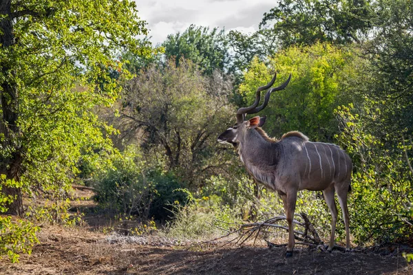 Güney Afrika Daki Kruger Ulusal Parkı Nda Yeşil Savanadaki Daha — Stok fotoğraf
