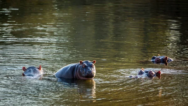Hippopotamus Famlily Water Kruger National Park Νότια Αφρική Specie Hippopotamus — Φωτογραφία Αρχείου