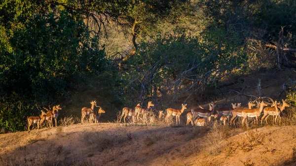 Grande Gruppo Impalas Comuni All Alba Nel Parco Nazionale Kruger — Foto Stock