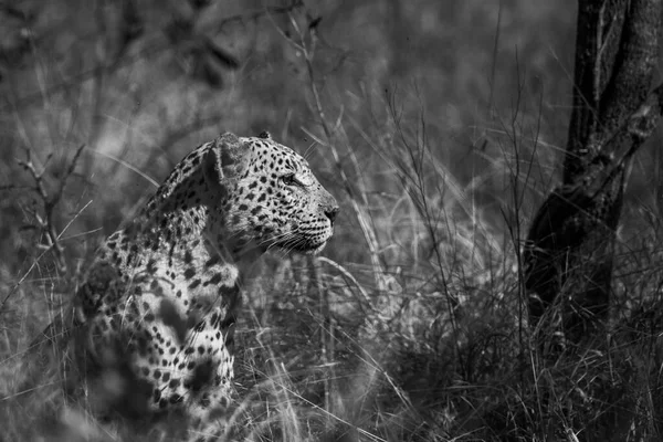 Leopárd Portré Elszigetelt Természeti Háttérrel Kruger Nemzeti Park Dél Afrika — Stock Fotó