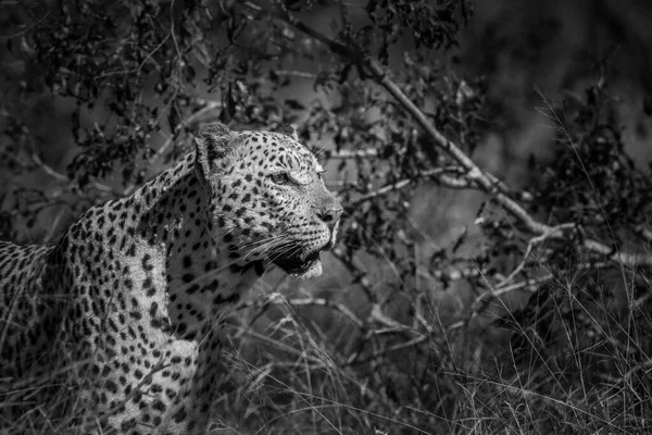 Retrato Leopardo Isolado Fundo Natural Parque Nacional Kruger África Sul — Fotografia de Stock