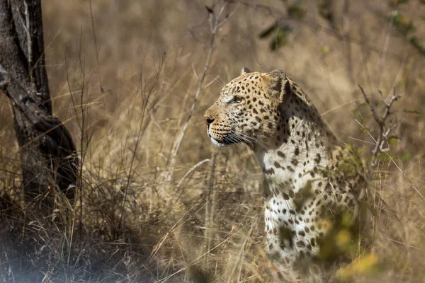 Ritratto Leopardo Isolato Sullo Sfondo Naturale Nel Parco Nazionale Kruger — Foto Stock