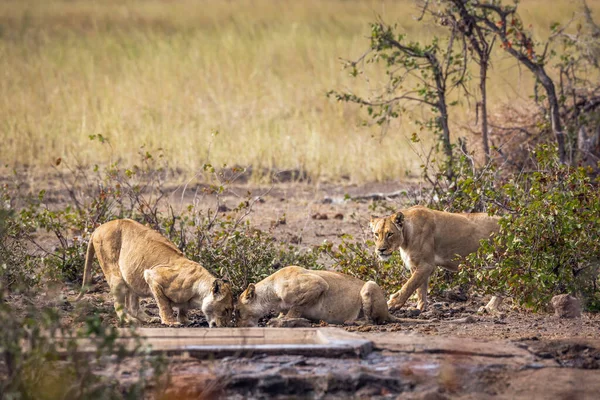 Τρεις Αφρικανικές Λέαινες Που Πίνουν Νερόλακκο Στο Εθνικό Πάρκο Kruger — Φωτογραφία Αρχείου
