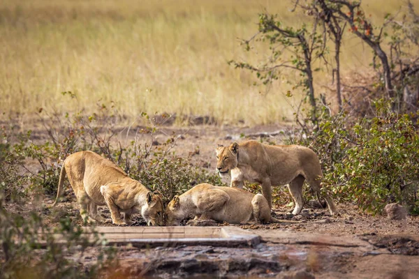 Három Afrikai Oroszlán Ivott Kruger Nemzeti Park Víznyelőjében Dél Afrikában — Stock Fotó