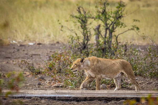 Descanso Africano Caminando Largo Del Agujero Agua Parque Nacional Kruger — Foto de Stock