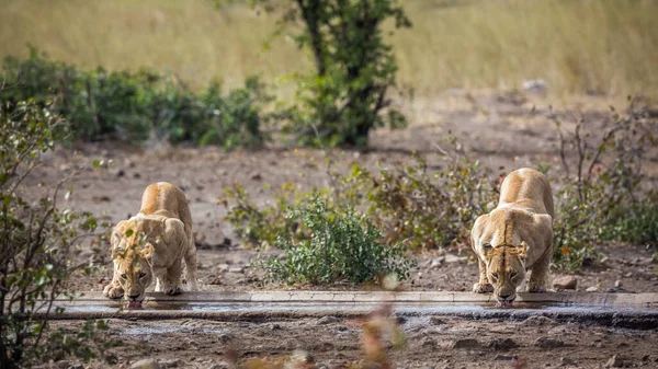 Dos Bebidas Alcohólicas Africanas Estanque Acuático Del Parque Nacional Kruger —  Fotos de Stock