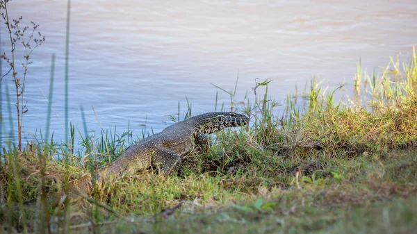 Big Nile Monitor Walking Riverside Kruger National Park South Africa — Stock Photo, Image