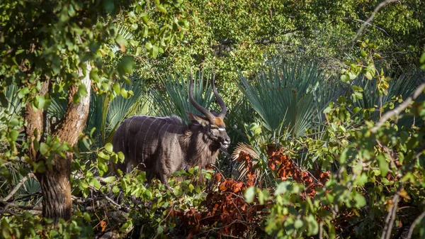 Nyala Macho Mato Verde Profundo Parque Nacional Kruger África Sul — Fotografia de Stock