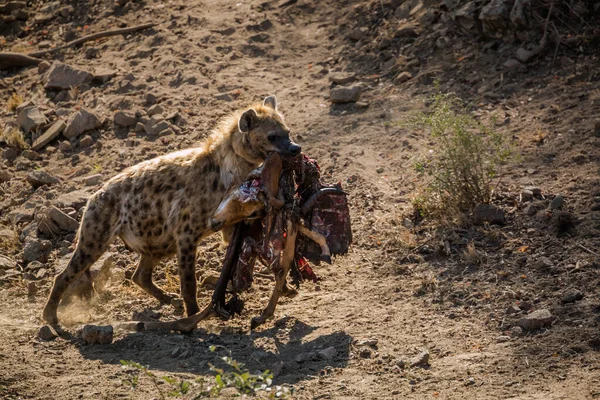 Kiszúrt Hiénák Melyek Impala Zsákmányt Szállítanak Dél Afrikai Kruger Nemzeti — Stock Fotó