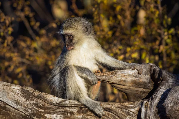 Macaco Vervet Bonito Jovem Sentado Toco Parque Nacional Kruger África — Fotografia de Stock