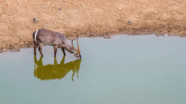 Wasserbock Trinkt Wasserloch Mit Spiegelung Kruger Nationalpark Südafrika Art Kobus — Stockfoto