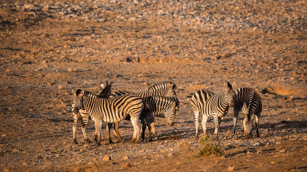 Piccolo Gruppo Zebre Pianura All Alba Sulla Riva Del Fiume — Foto Stock