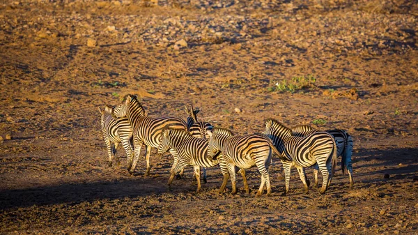 Pequeño Grupo Llanuras Zebras Amanecer Orilla Del Río Parque Nacional —  Fotos de Stock