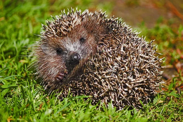 Jovem floresta Hedgehog . Fotografias De Stock Royalty-Free