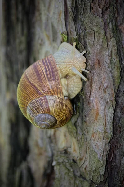 Caracol em férias . — Fotografia de Stock