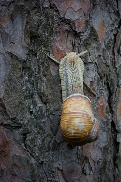 Snail on vacation. — Stock Photo, Image