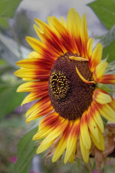 Bright sunflower hat — Stock Photo, Image