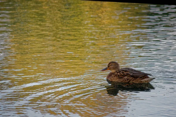 Duck floats on the pond — Stock Photo, Image