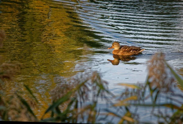 アヒルが池に浮かぶ — ストック写真