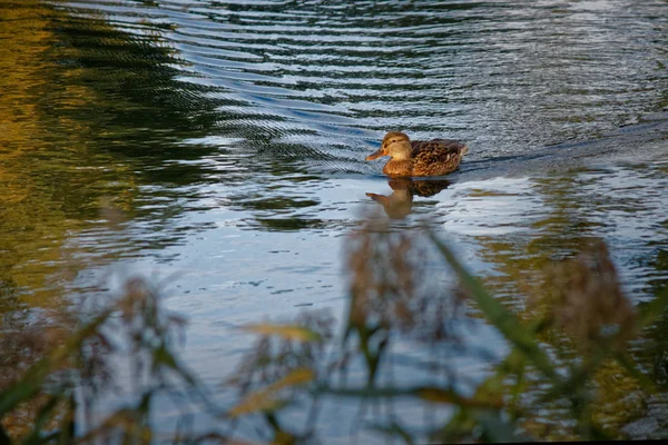Flotteurs de canard sur l'étang — Photo